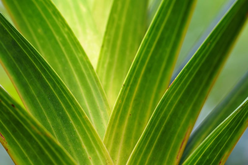 Botanical Printmaking