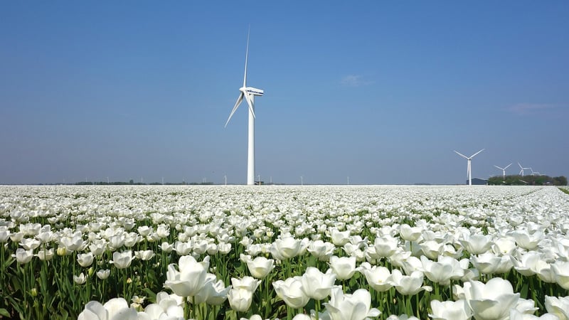 Netherlands Landscape