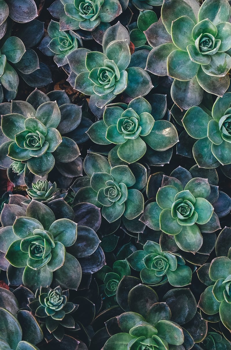 Vertical Plant Wall